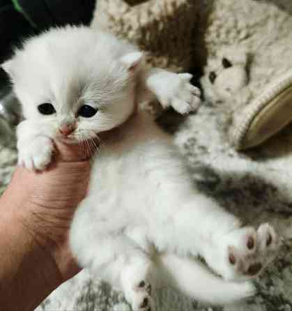 Готовятся к продаже котята Донецк