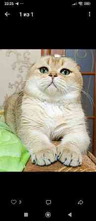 Готовятся к продаже котята Донецк