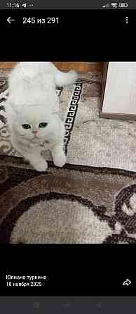 Готовятся к продаже котята Донецк