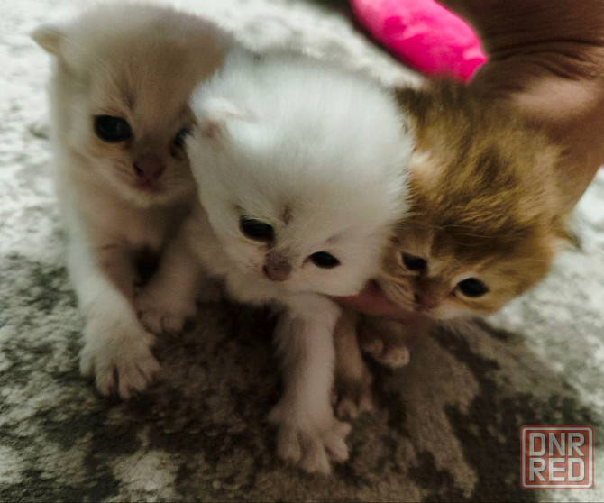 Готовятся к продаже котята Донецк - изображение 2
