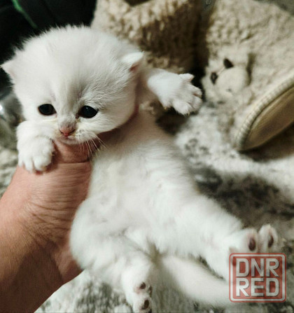 Готовятся к продаже котята Донецк - изображение 1