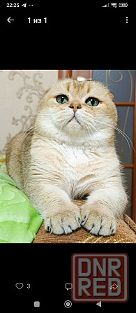 Готовятся к продаже котята Донецк - изображение 3