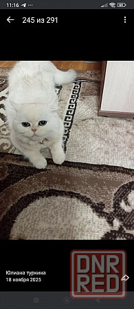 Готовятся к продаже котята Донецк - изображение 4