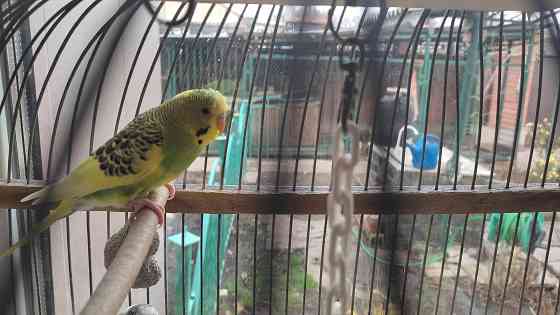 Продам волнистого попугая, мальчик, возраст 4 месяца Донецк