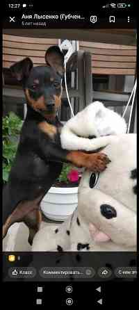 Срочно! Цвергпинчер мальчик 2 месяца Донецк