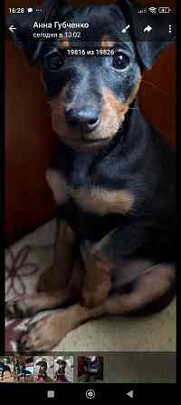 Срочно! Цвергпинчер мальчик 2 месяца Донецк