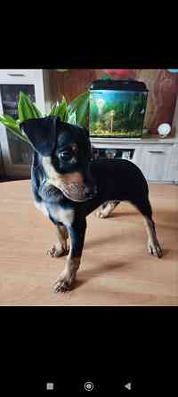 Срочно! Цвергпинчер мальчик 2 месяца Донецк