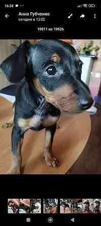 Срочно! Цвергпинчер мальчик 2 месяца Донецк