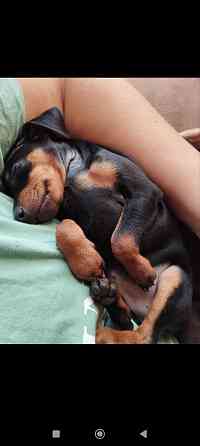 Срочно! Цвергпинчер мальчик 2 месяца Донецк