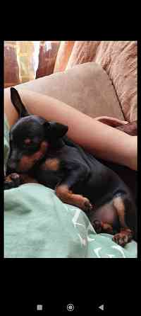 Срочно! Цвергпинчер мальчик 2 месяца Донецк