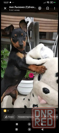 Срочно! Цвергпинчер мальчик 2 месяца Донецк - изображение 2