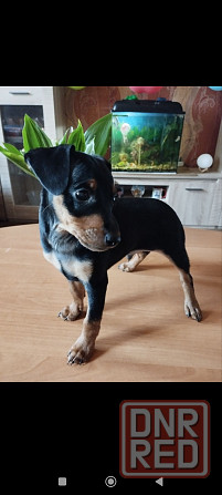 Срочно! Цвергпинчер мальчик 2 месяца Донецк - изображение 6