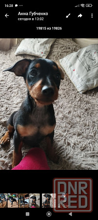 Срочно! Цвергпинчер мальчик 2 месяца Донецк - изображение 7