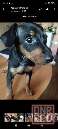 Срочно! Цвергпинчер мальчик 2 месяца Донецк - изображение 4