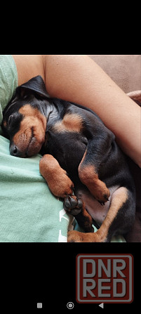 Срочно! Цвергпинчер мальчик 2 месяца Донецк - изображение 3