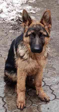 Немчики Донецк