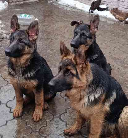 Немчики Донецк