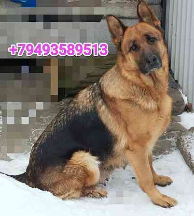 Немчики Донецк