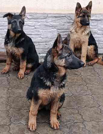 Немчики Донецк