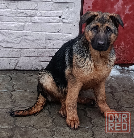 Немчики Донецк - изображение 6