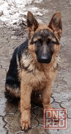 Немчики Донецк - изображение 5