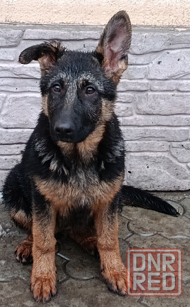 Немчики Донецк - изображение 7