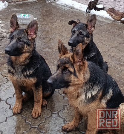 Немчики Донецк - изображение 2