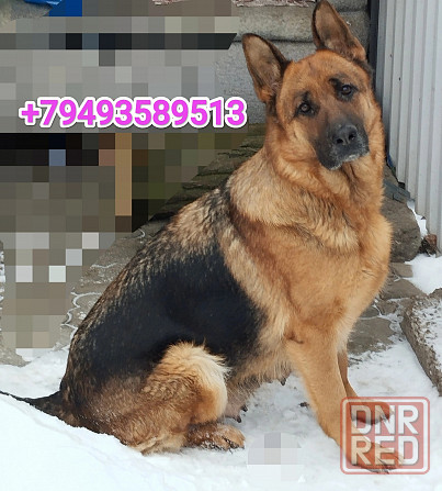 Немчики Донецк - изображение 1