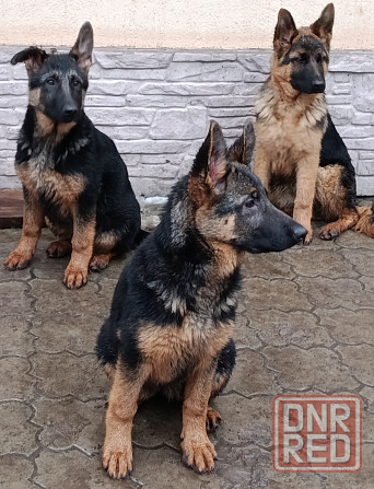 Немчики Донецк - изображение 4