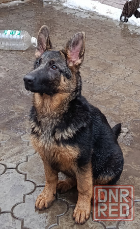 Немчики Донецк - изображение 3