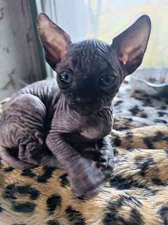 Сфинксы Донецк