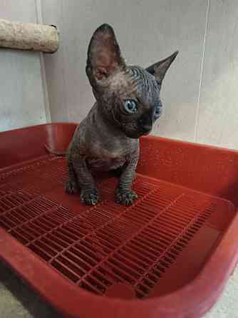 Сфинксы Донецк