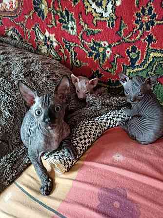 Сфинксы Донецк