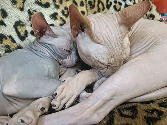 Сфинксы Донецк