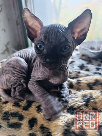 Сфинксы Донецк - изображение 1