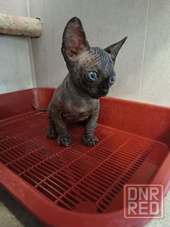 Сфинксы Донецк - изображение 2