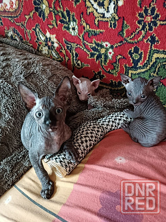 Сфинксы Донецк - изображение 4