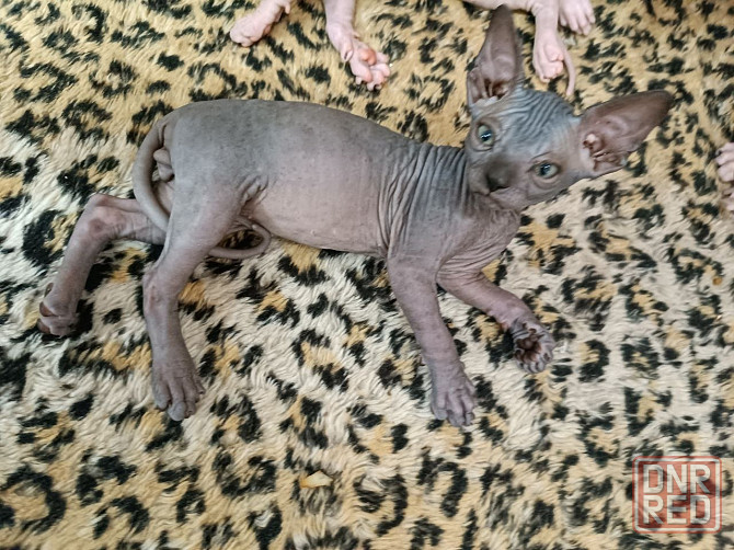 Сфинксы Донецк - изображение 3