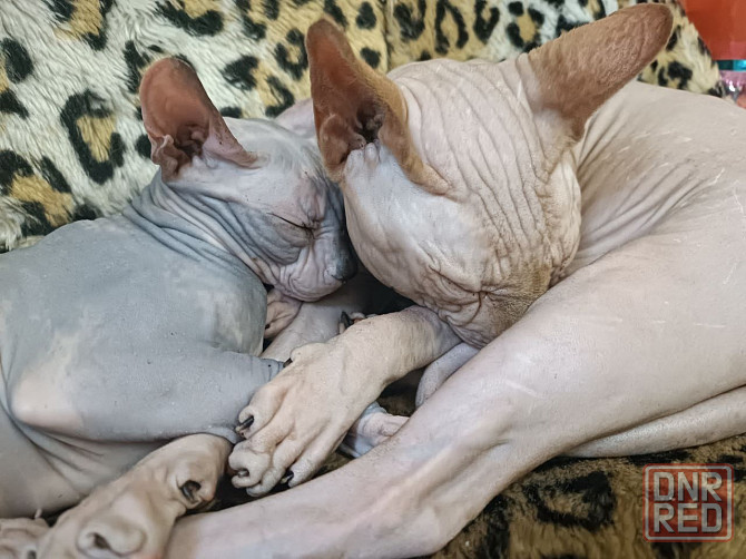 Сфинксы Донецк - изображение 5