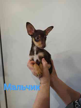 Щенки той-терьер стандарт Донецк