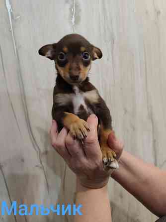 Щенки той-терьер стандарт Донецк