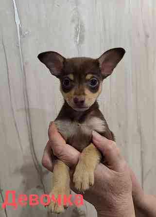 Щенки той-терьер стандарт Донецк