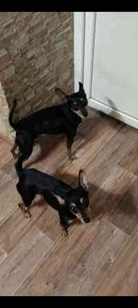 Щенки той-терьер стандарт Донецк