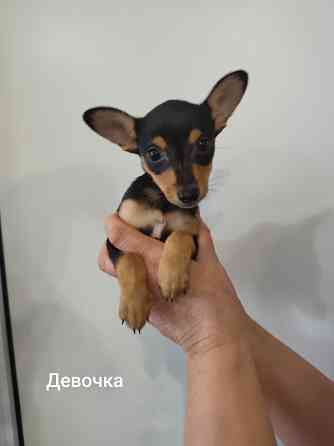 Щенки той-терьер стандарт Донецк