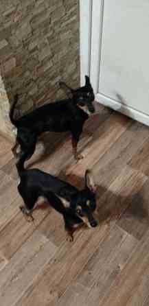 Щенки той-терьер стандарт Донецк