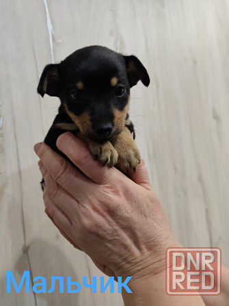 Щенки той-терьер стандарт Донецк - изображение 4