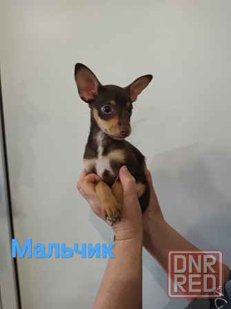 Щенки той-терьер стандарт Донецк - изображение 2