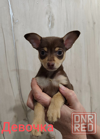 Щенки той-терьер стандарт Донецк - изображение 1