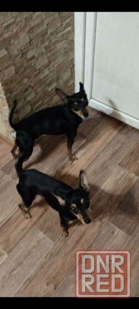 Щенки той-терьер стандарт Донецк - изображение 4