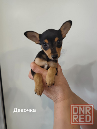 Щенки той-терьер стандарт Донецк - изображение 3